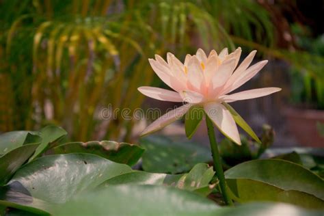  De Goudkleurige Lotus Bloeit! Een Meditatie over Schoonheid en Vergankelijkheid