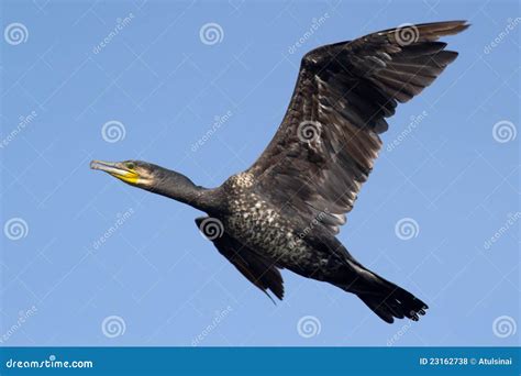  De Grote Vogel van Dakere: Een Vlucht van Geometrische Genialiteit en Mystieke Symbolen!