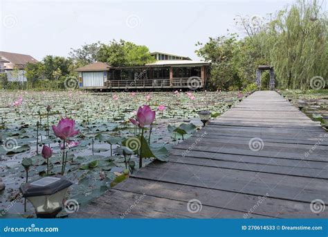  De Lotusvijver: Een Visioen van Verinnerlijking en Zen-Kalmte!